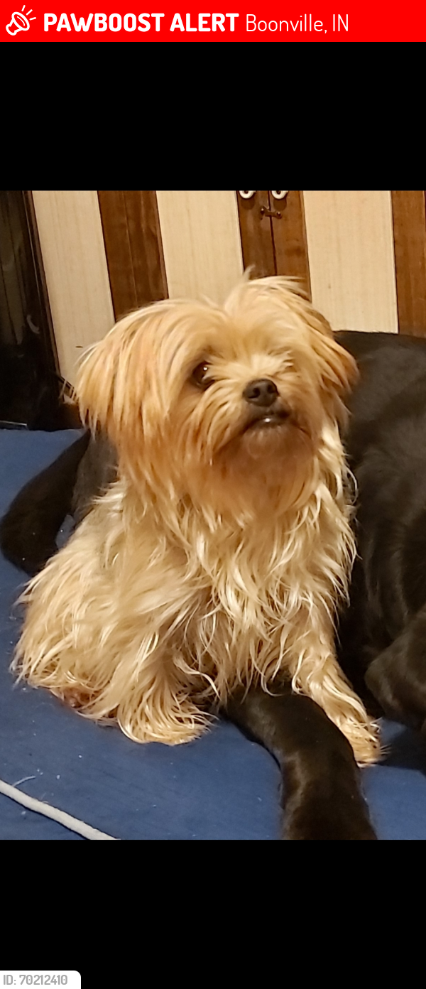 Lost Female Dog last seen 3rd st gas station and car wash, Boonville, IN 47601