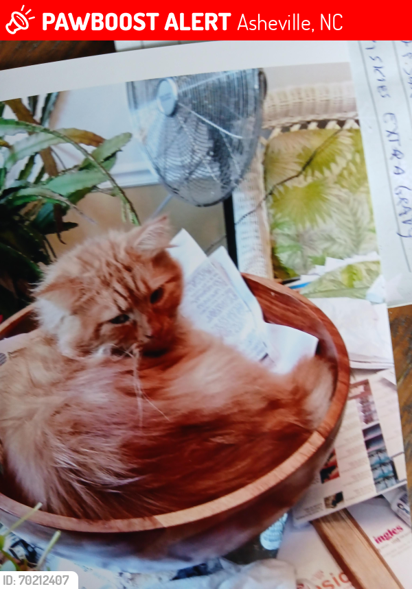 Lost Male Cat last seen Woodrow and Mount clare, Asheville, NC 28801