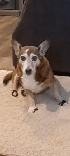 Lost Female Dog last seen Byers Rd. Forest City North Carolina Area , Rutherford County, NC 28043