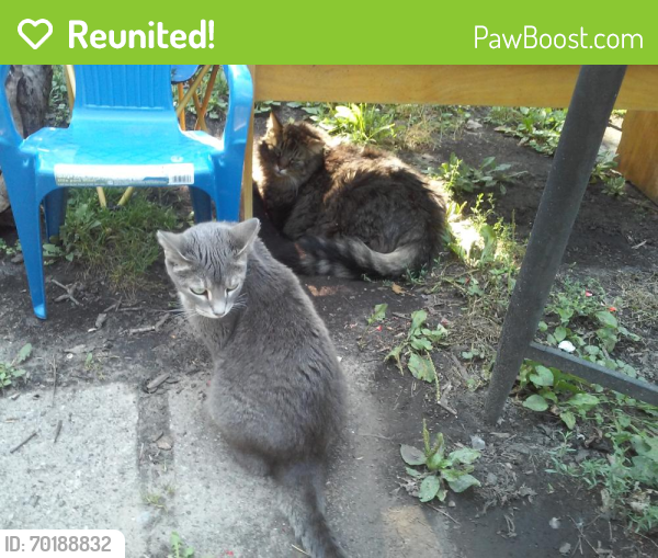 Reunited Female Cat last seen Laurel and Dale, Saint Paul, MN 55104