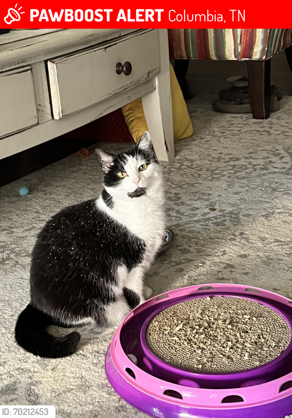 Lost Female Cat last seen City of Columbia Fire Station, Columbia, TN 38401