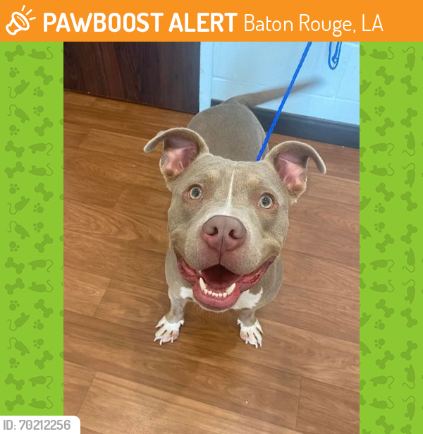 Shelter Stray Male Dog last seen Near Bayou Fountain, 70820, LA, Baton Rouge, LA 70820