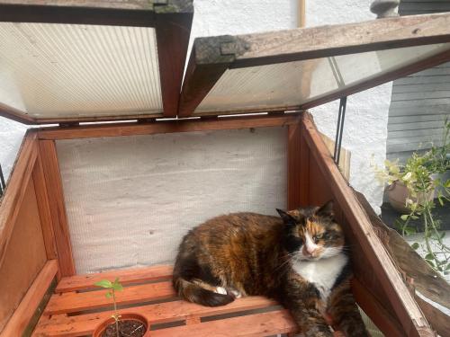 Lost Female Cat last seen Alexandria, West Dunbartonshire Council, Scotland G83