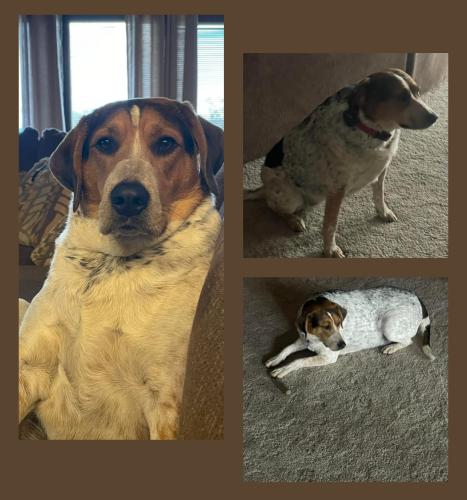 Lost Male Dog last seen Off of king mill pike on junction drive, where it intersects with Old Jonesboro Rd. , Bristol, VA 24202