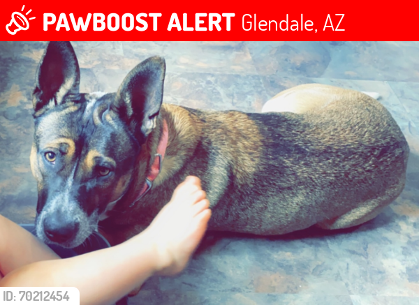 Lost Female Dog last seen 83rd and Glendale, Glendale, AZ 85303