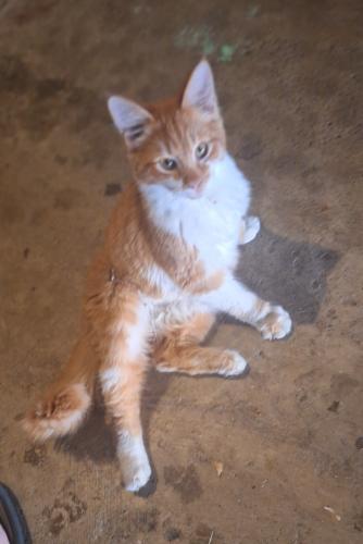 Found/Stray Unknown Cat last seen cndmniums off Hilliard Rome rd behind Meijer and Sam's Club, Columbus, OH 43026