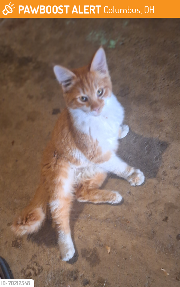 Found/Stray Unknown Cat last seen cndmniums off Hilliard Rome rd behind Meijer and Sam's Club, Columbus, OH 43026