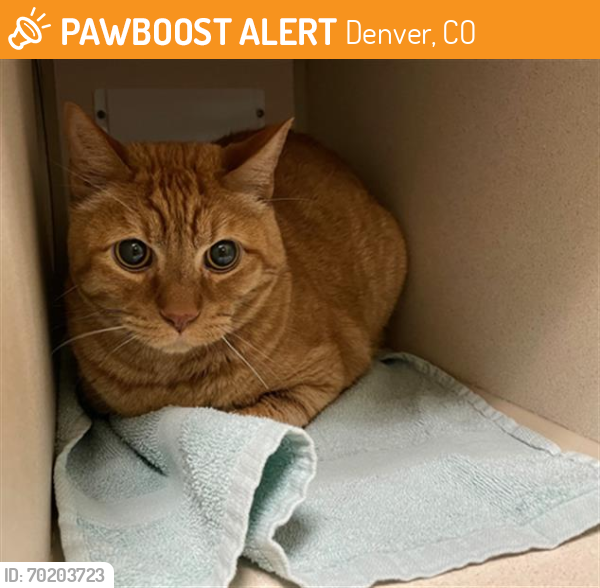Shelter Stray Male Cat last seen Near BLOCK N GAYLORD ST, DENVER CO 80206, Denver, CO 80223