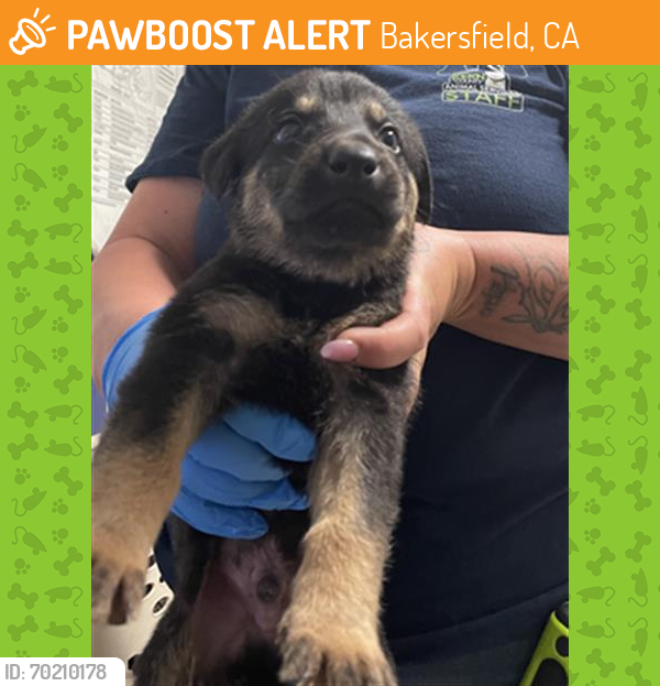 Shelter Stray Male Dog last seen Near BLOCK PESANTE RD, BAKERSFIELD CA 93306, Bakersfield, CA 93308