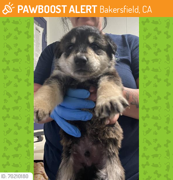 Shelter Stray Male Dog last seen Near BLOCK PESANTE RD, BAKERSFIELD CA 93306, Bakersfield, CA 93308