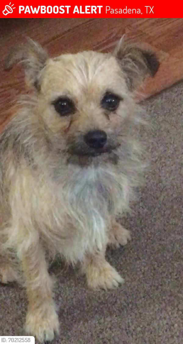 Lost Male Dog last seen Mobile st , Pasadena, TX 77506