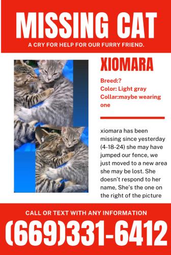Lost Female Cat last seen Calmor ave,daisy ave,warring dr , San Jose, CA 95123
