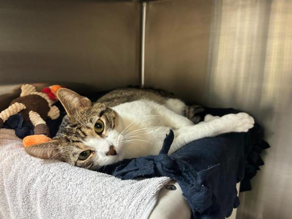 Shelter Stray Male Cat last seen Near BLOCK E COLORADO BLVD APT 11, Pasadena, CA 91105