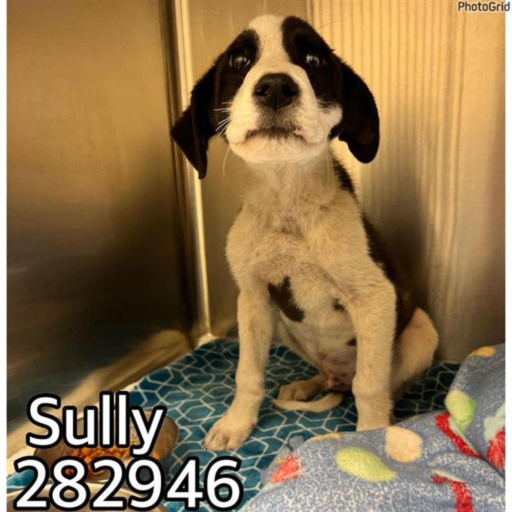 Shelter Stray Male Dog last seen HOUSTON RD, Macon, GA 31216