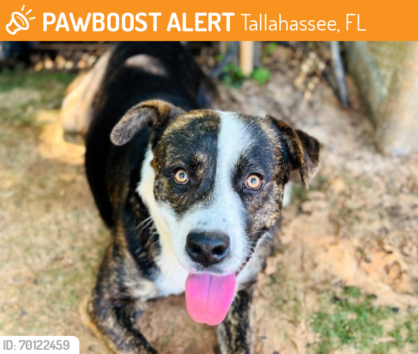Shelter Stray Male Dog last seen Near BLOCK BISHOP RD, TALLAHASSEE FL 32305, Tallahassee, FL 32311