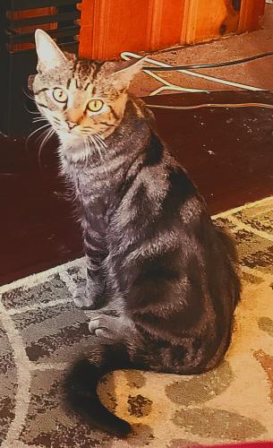 Lost Male Cat last seen Oakland park Nursery, Columbus, OH 43224