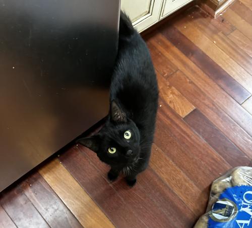 Lost Male Cat last seen NW 57th Terrace and Crooked Rd, Parkville, MO, Parkville, MO 64152