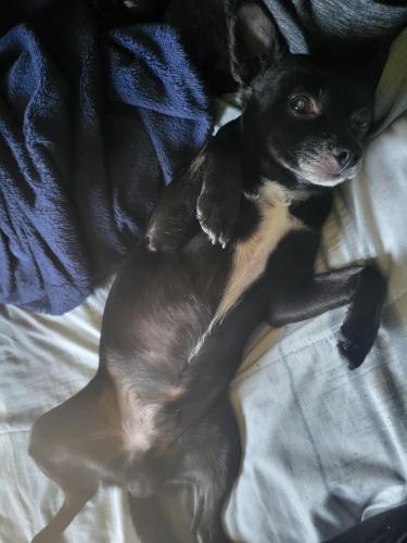 Lost Male Dog last seen 16th Dr and fremont, Phoenix, AZ 85041