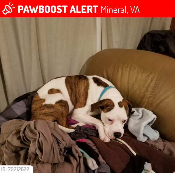 Lost Female Dog last seen Rt 522 and Hensley Rd. Outside of the town of Mineral, Mineral, VA 23117