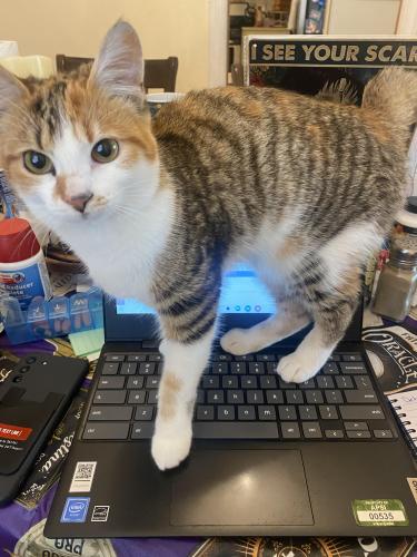 Lost Female Cat last seen Crestview and Sunset View, Akron, OH 44320
