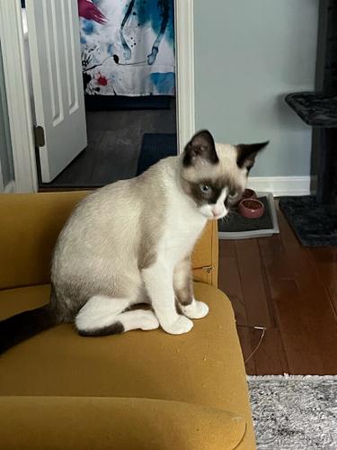 Lost Male Cat last seen Kidney Center on Stratford Drive, Zebulon, NC 27597