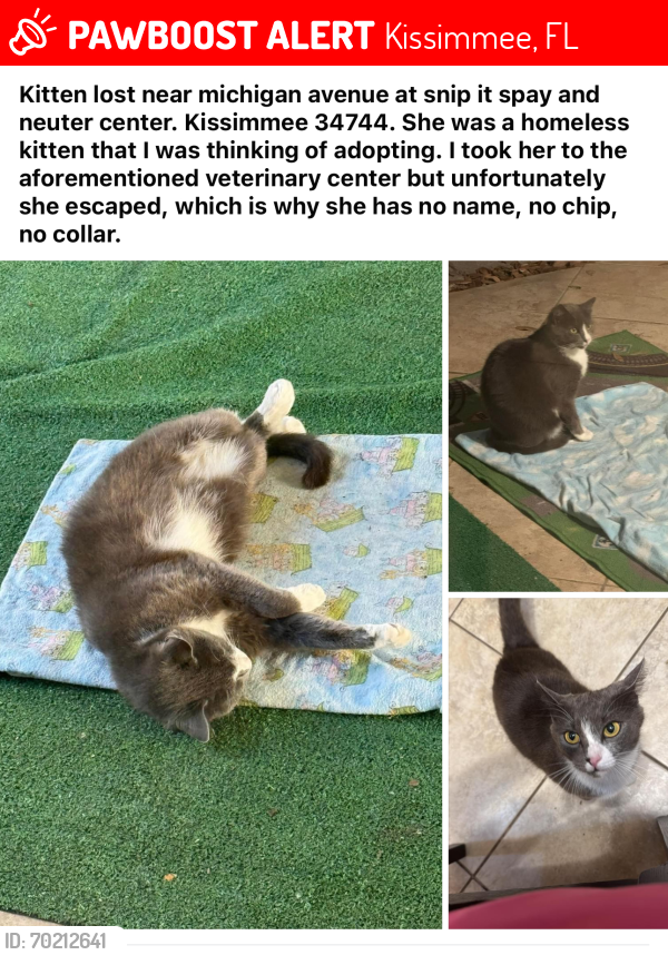 Lost Female Cat last seen Near , Kissimmee, FL 34744