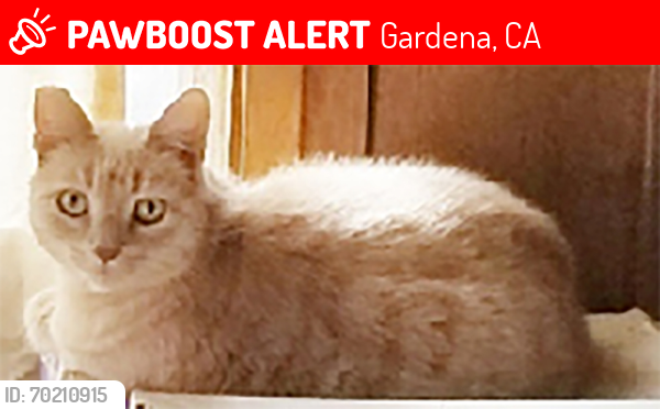 Lost Female Cat last seen W 157th St, between Purche and Spinning, Gardena, Gardena, CA 90249