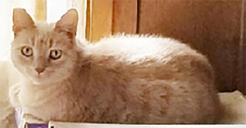Lost Female Cat last seen W 157th St, between Purche and Spinning, Gardena, Gardena, CA 90249
