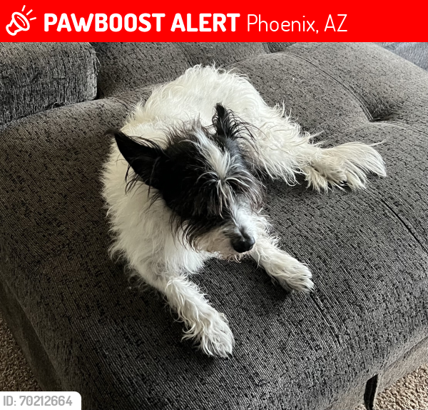 Lost Male Dog last seen Cambridge and 17th Pl, Phoenix, AZ 85016