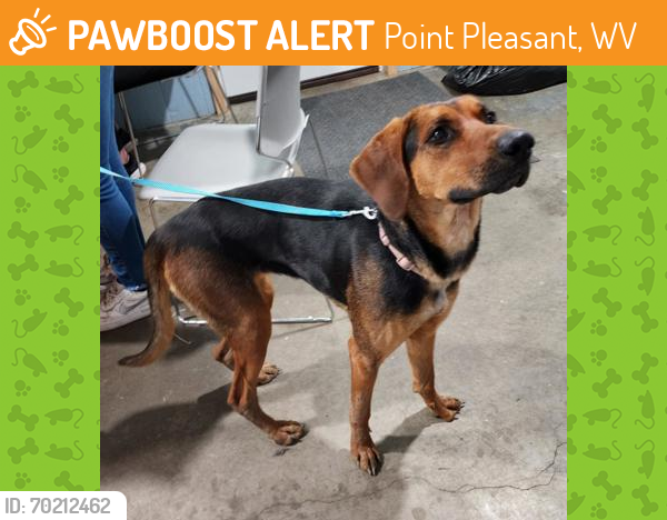 Shelter Stray Female Dog last seen , WV , Point Pleasant, WV 25550