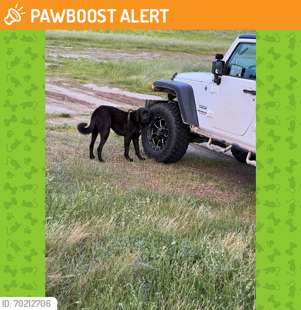 Shelter Stray Female Dog last seen Auberry Road & Fronteir Road, Clovis Zone Fresno CO 4 93619, CA, Fresno, CA 93706