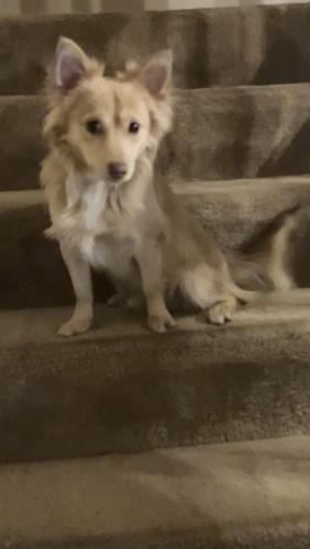 Lost Male Dog last seen Dexter and old mill stream, Memphis, TN 38016