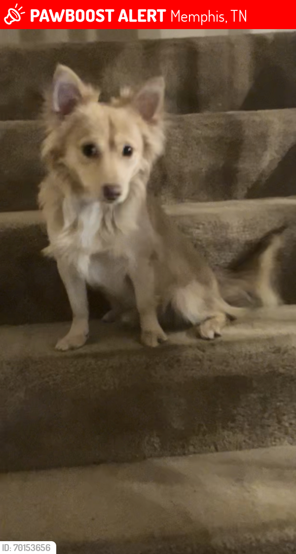 Lost Male Dog last seen Dexter and old mill stream, Memphis, TN 38016