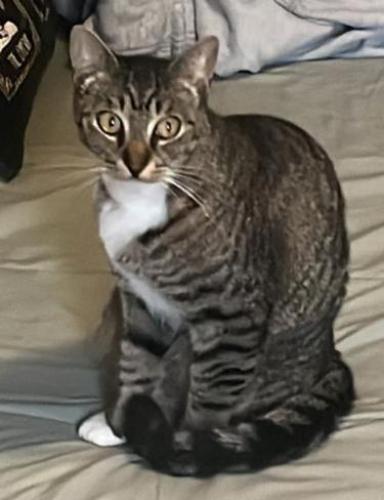 Lost Male Cat last seen Foothill Blvd , Oakland, CA 94601