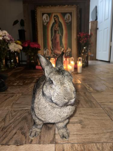 Lost Male Rabbit last seen Near w inwood de Arlington tx, Arlington, TX 76010