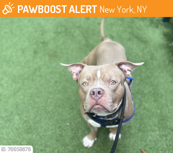 Shelter Stray Male Dog last seen Near 1st Avenue, NEW YORK, NY, 10035, New York, NY 10029