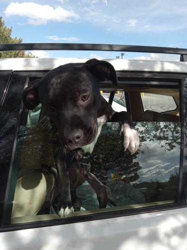 Lost Female Dog last seen Monaco and Yale Safeway , Denver, CO 80222