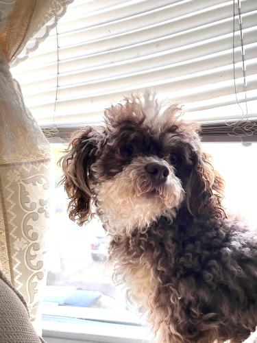 Lost Male Dog last seen Chapel and Ferry St., New Haven, CT 06513