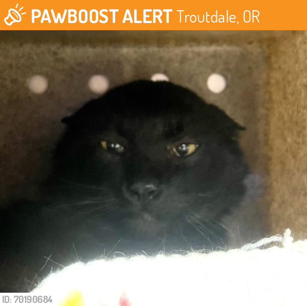Shelter Stray Male Cat last seen SE 162nd/ Division, PORTLAND, OR, 97236, Troutdale, OR 97060