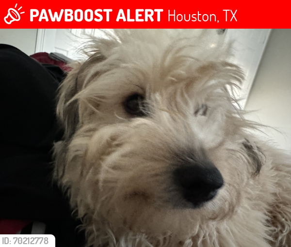 Lost Male Dog last seen Near Spring Pine apts, Houston, TX 77080