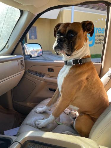 Lost Male Dog last seen Central Ave Greenfield, CA, Monterey County, CA 93927