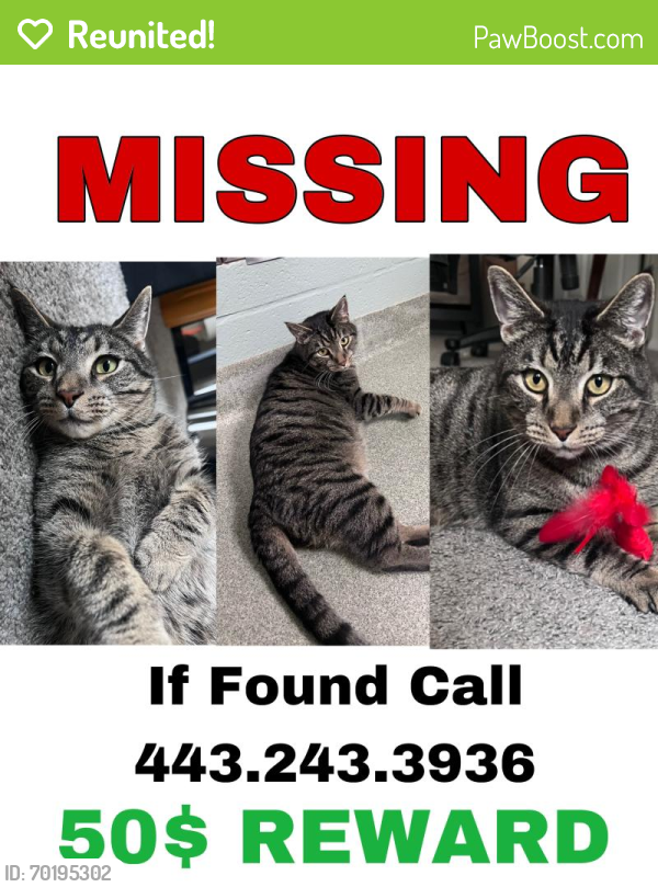 Reunited Male Cat last seen Towson Town Place Apts, Baltimore, MD 21239