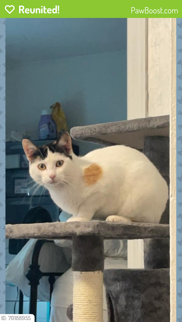 Reunited Female Cat last seen Fourth Street and 12th ave SE, Rochester, MN 55904