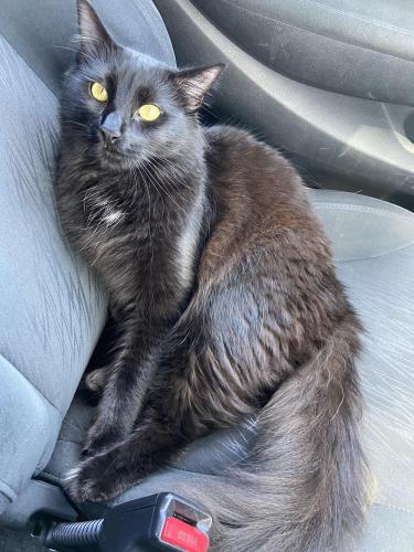 Lost Male Cat last seen Massot Ave, Santee, CA 92071