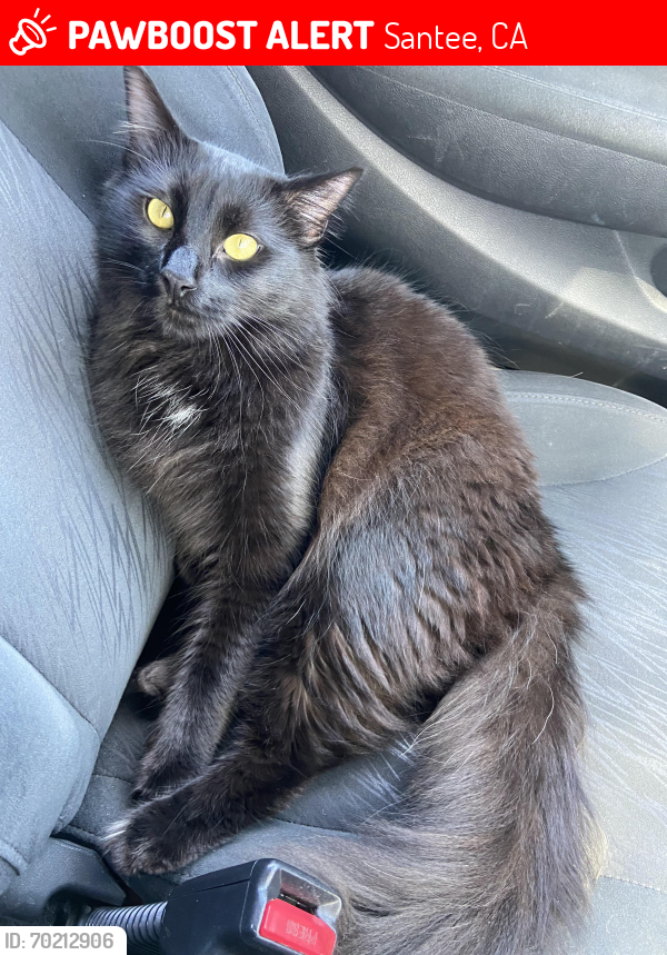 Lost Male Cat last seen Massot Ave, Santee, CA 92071