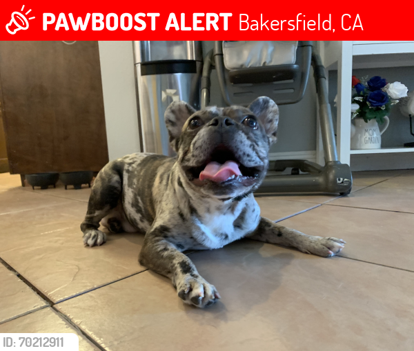 Lost Male Dog last seen Panama lane, Bakersfield, CA 93307