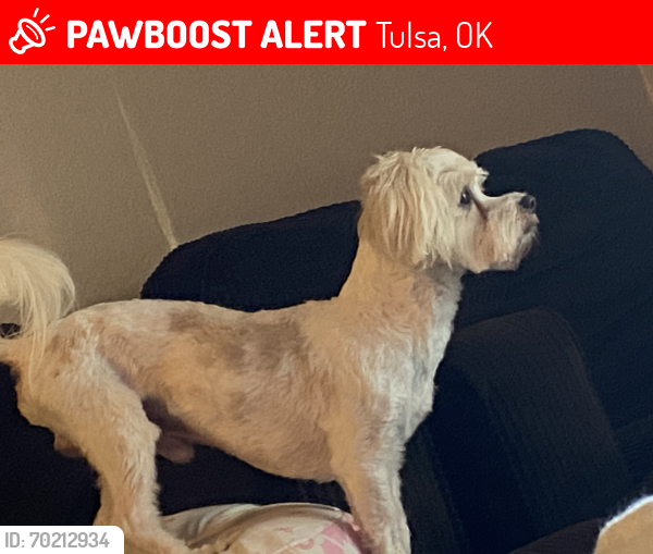 Lost Male Dog last seen Bristol park apmt, Tulsa, OK 74146