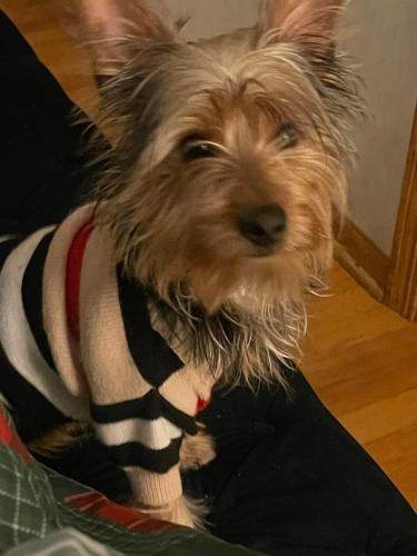Lost Male Dog last seen 67th and Drexel, Chicago, IL 60637