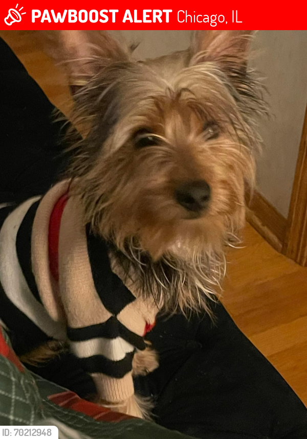 Lost Male Dog last seen 67th and Drexel, Chicago, IL 60637