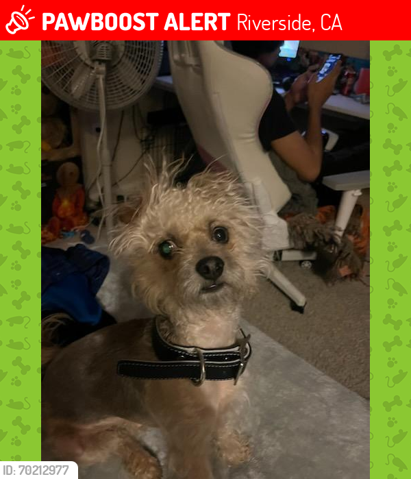 Lost Male Dog last seen Chestnut and 10th St in riverside ca, Riverside, CA 92501